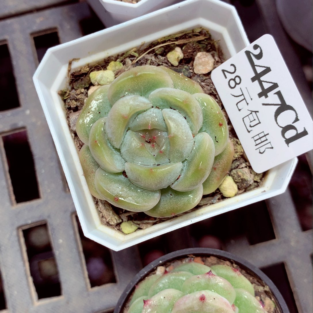 5厘米盆精控多肉2447