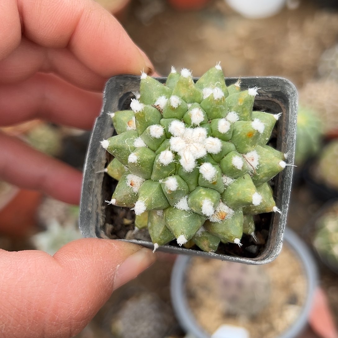 多肉植物多肉植物