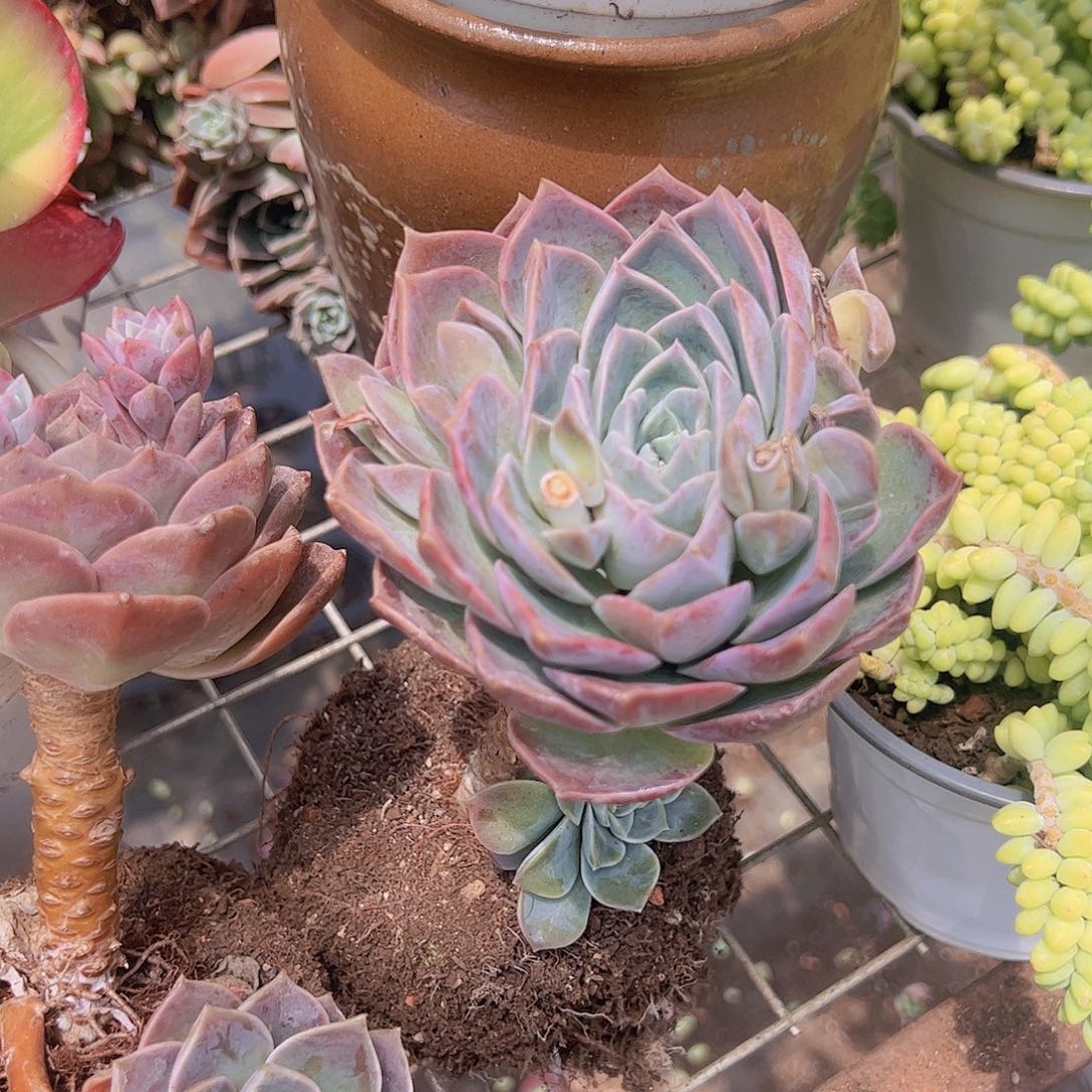 2盆原始哈利沃森