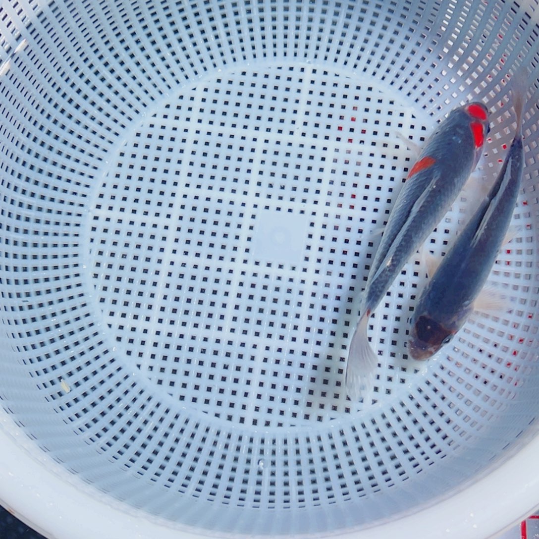 锦鲤锦鲤观赏鱼9999