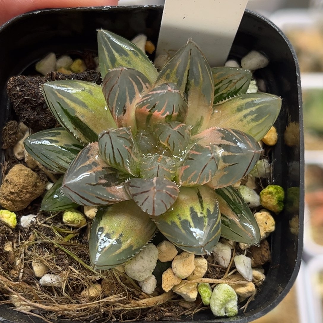 25霓虹灯玉露锦福利专场