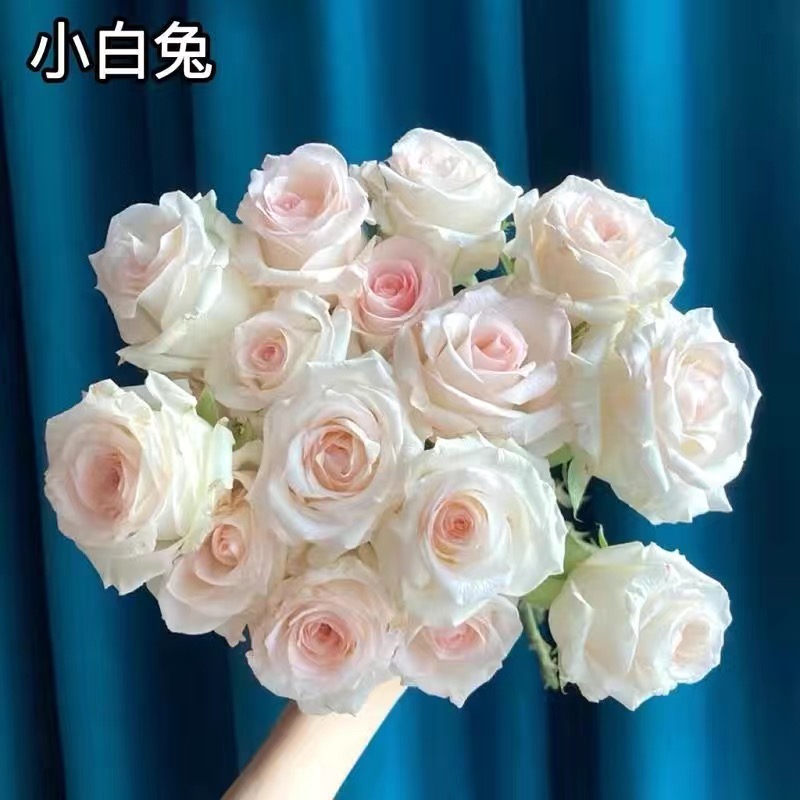 小白兔 云南玫瑰花苗大花浓香四季开花月季老根花卉绿植盆栽植物
