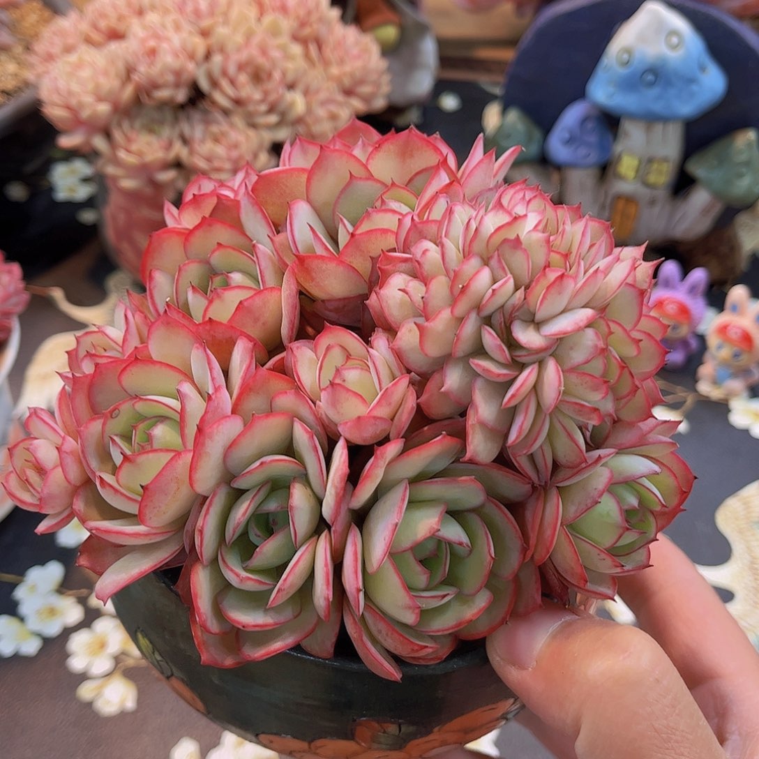 韩版牡丹亭朵朵带缀