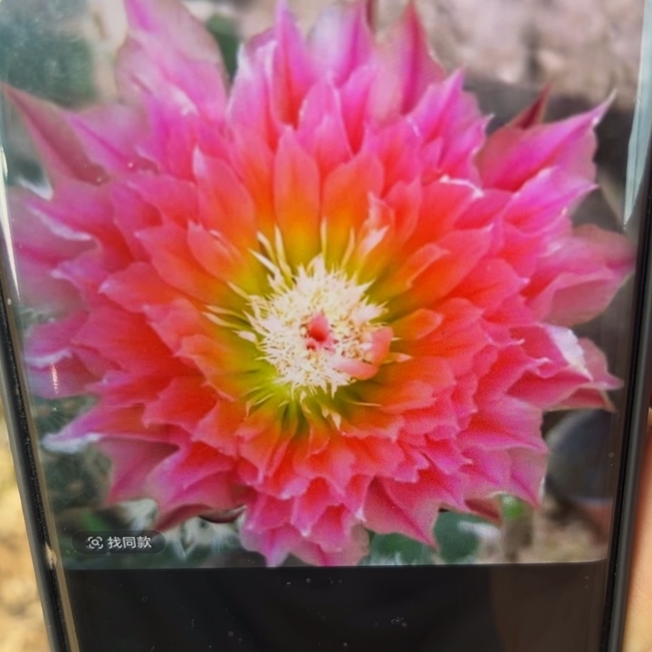 21史蒂夫歪无根侧芽3公分左右20包邮