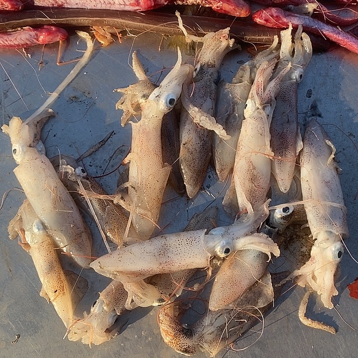 中国大陆小鱿鱼3斤冻