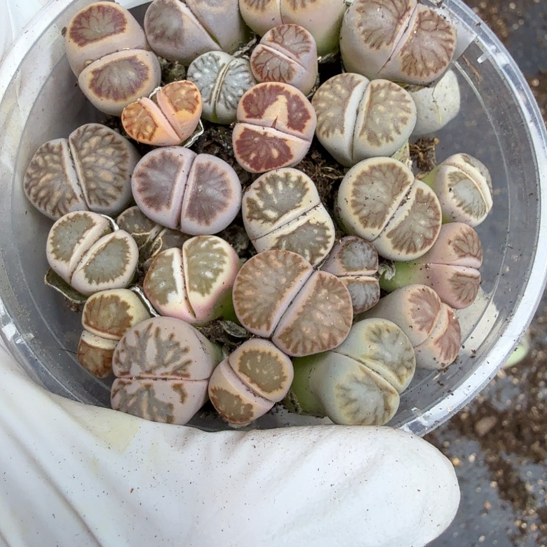 哈哈哈你真的会有这种283这个