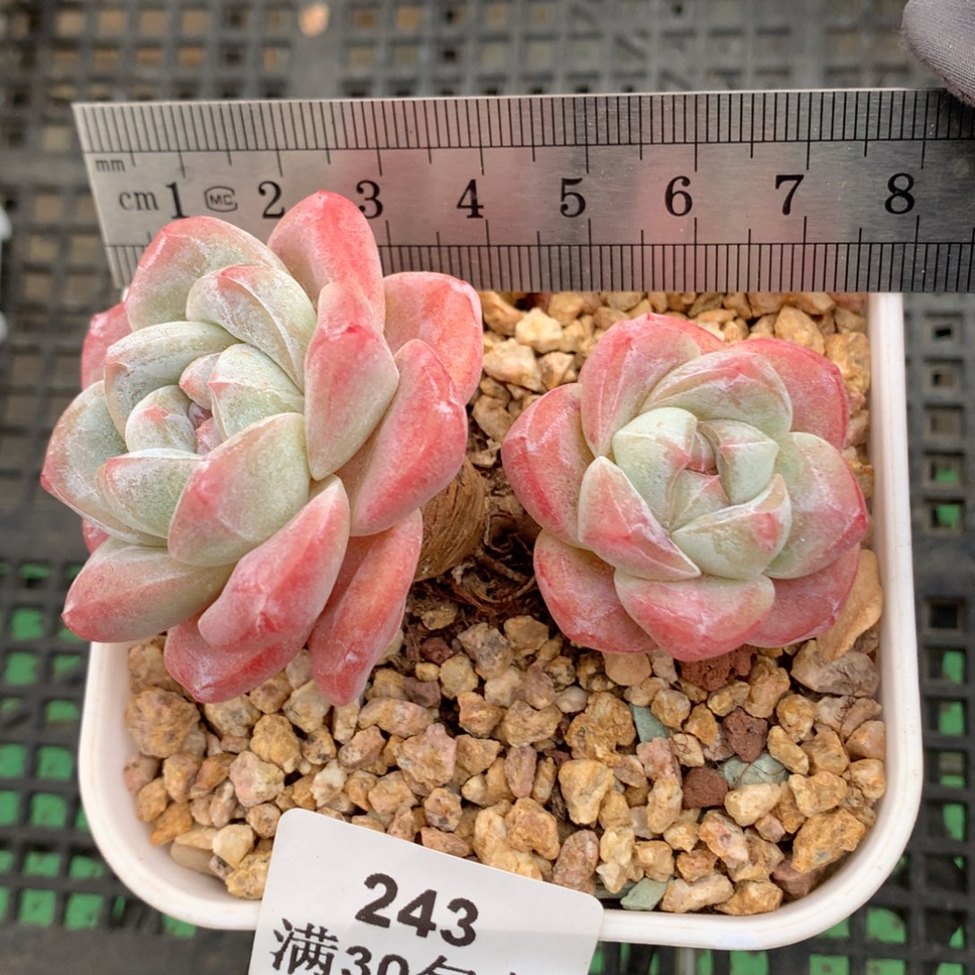 243。老桩粗腿樱花冰玉。