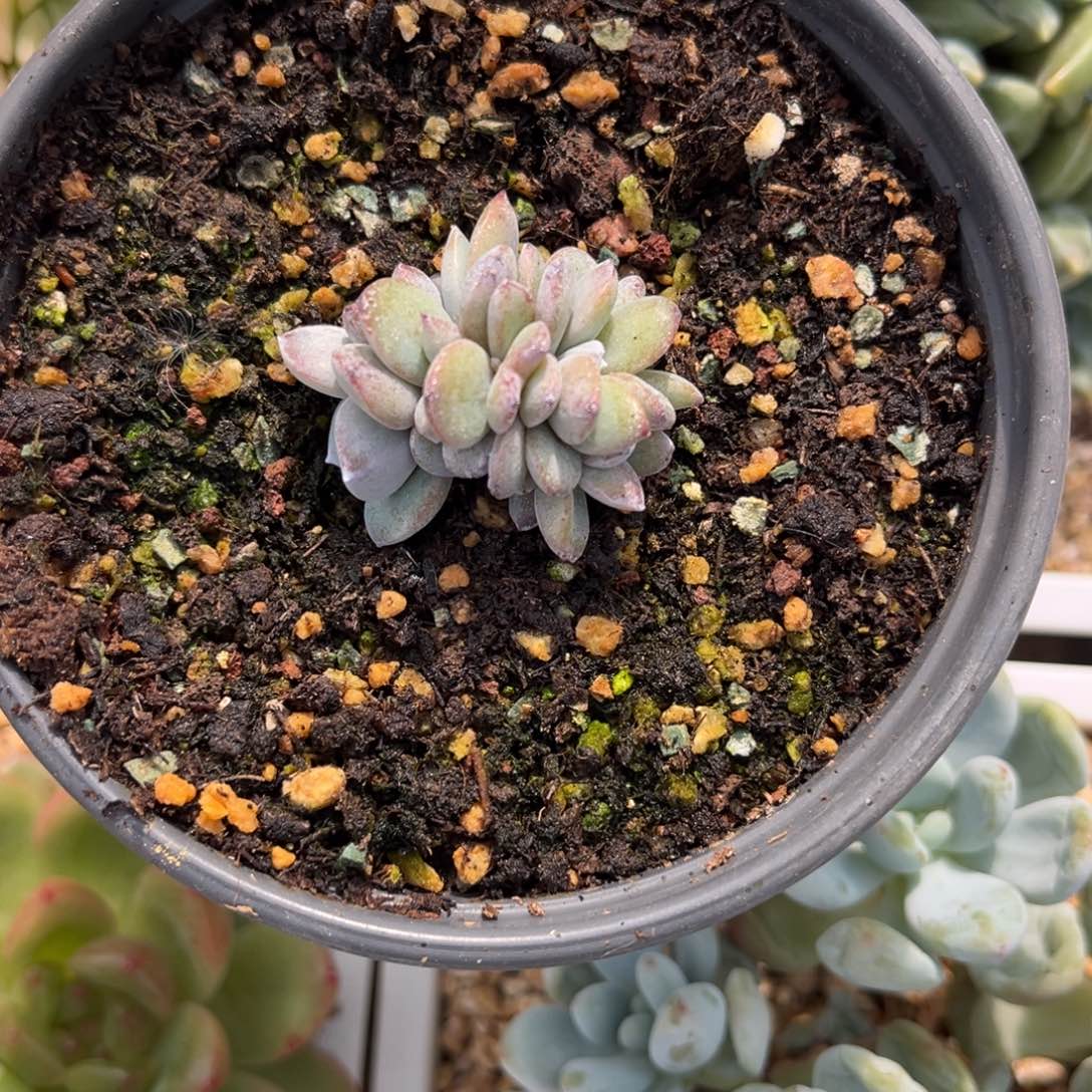 摘***陈多肉植物奶茶多肉