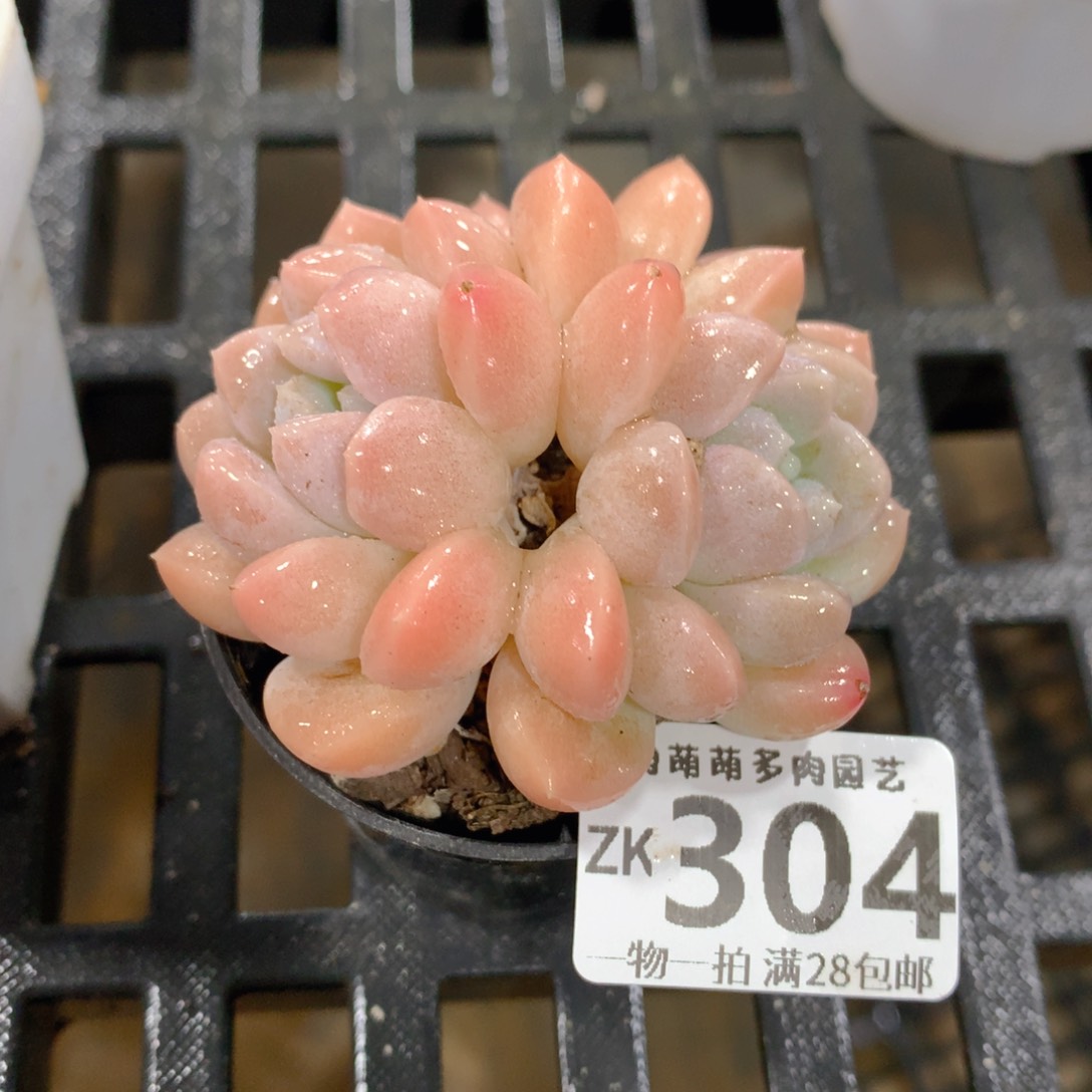 肉萌萌拇指盆精控多肉ZK304