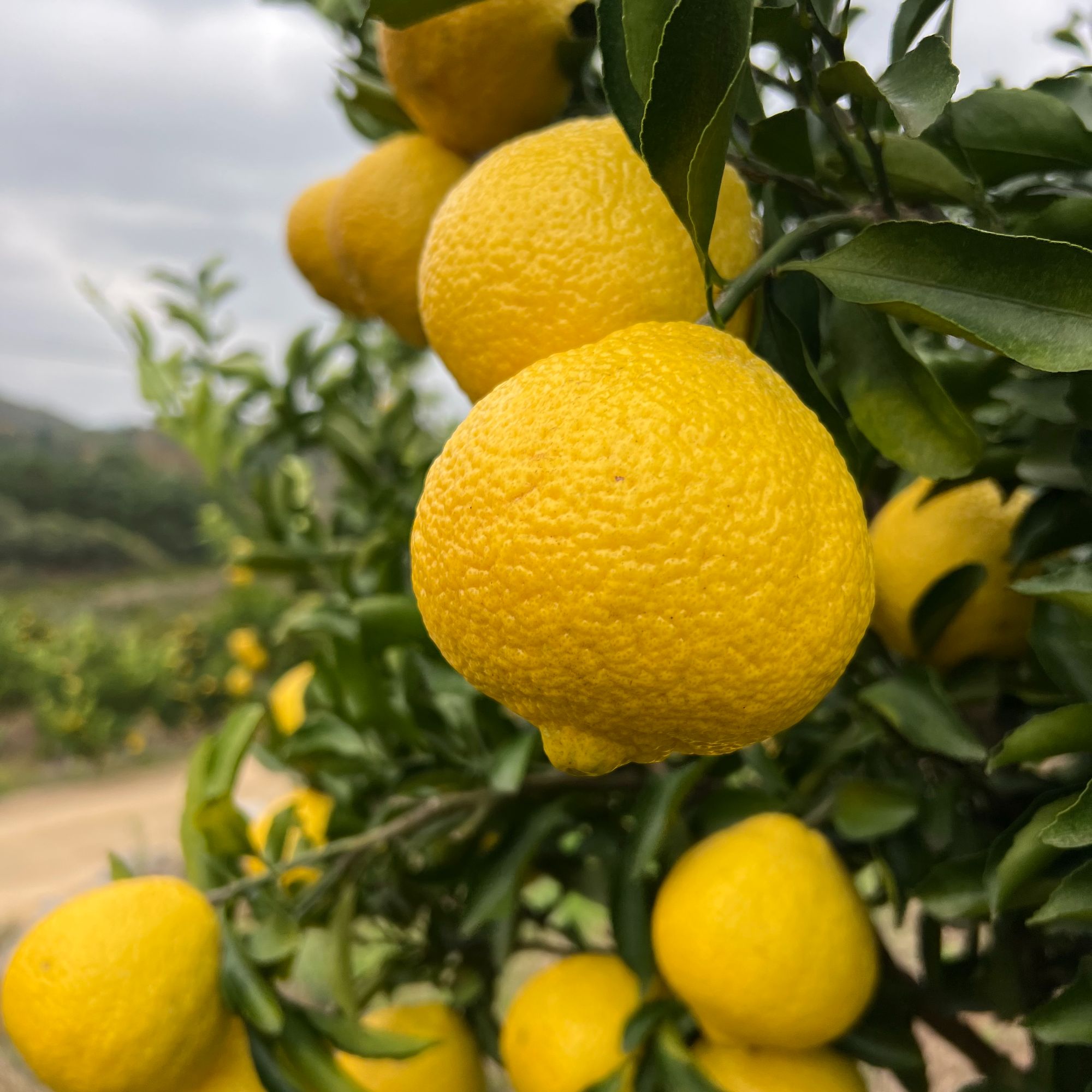 【海南专拍】黄金贡柚产地直发