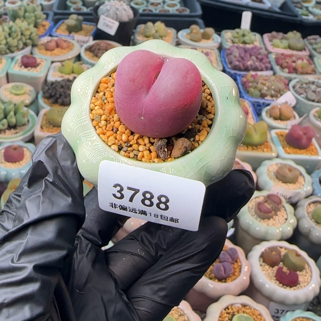 3788--一物一拍 带盆