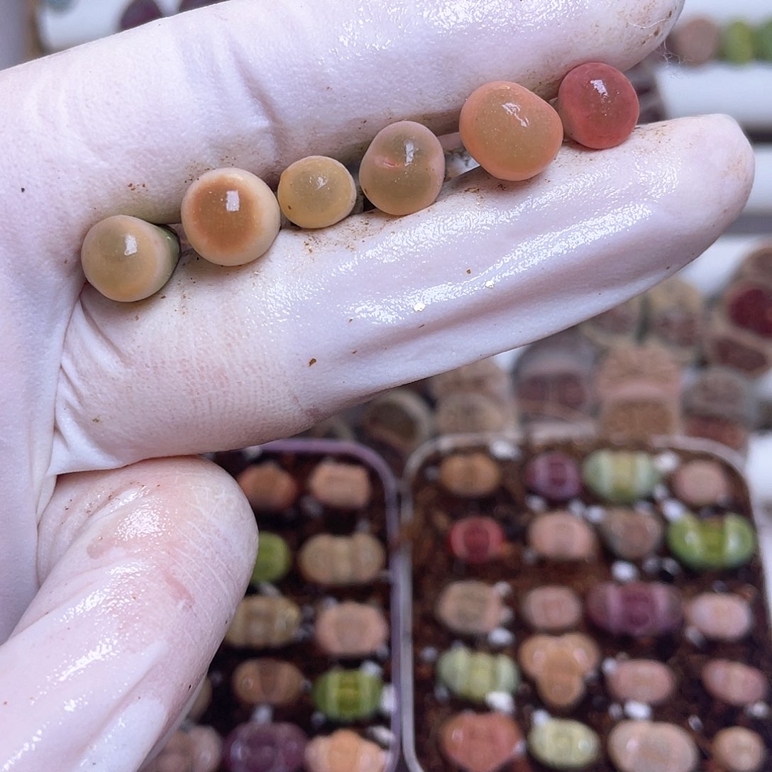 306 旺仔小馒头…………