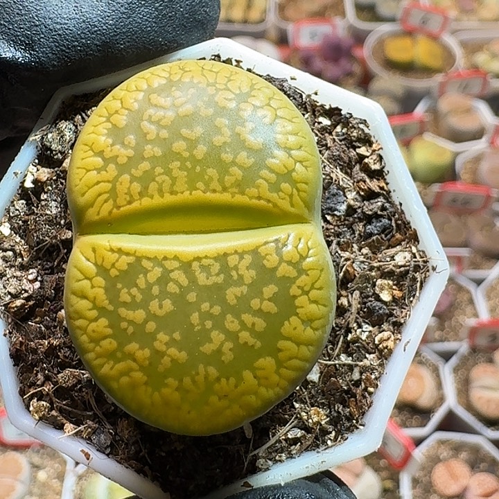 生石花233:：。  37