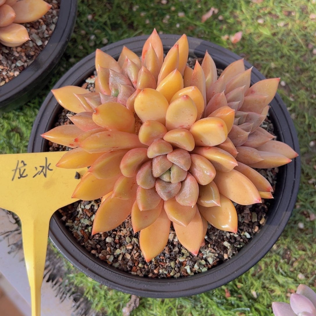 香玉的故事是一个人的故事