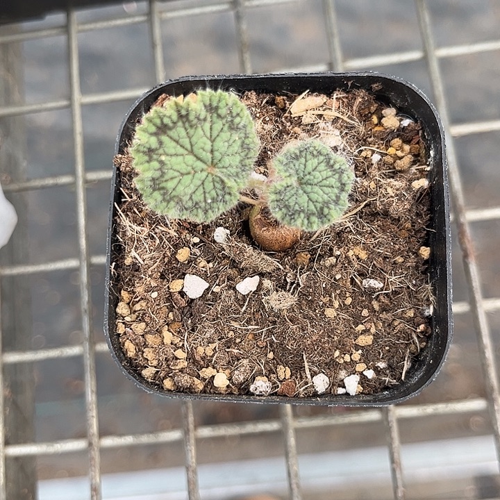 我也不知道我为什么要这样