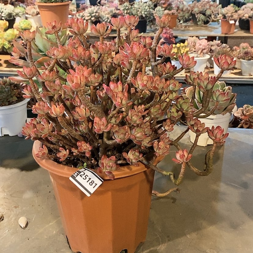 【闪购商品】红稚莲25181