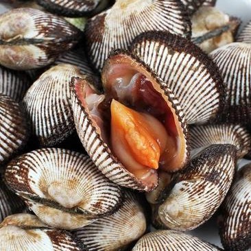 鲜活毛蛤/血蛤1斤