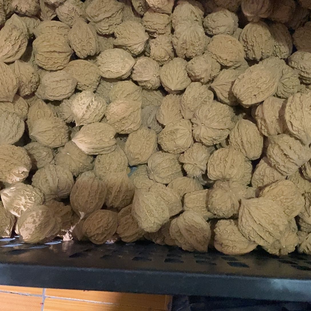 桃核把件用****416个公子帽14个白狮子