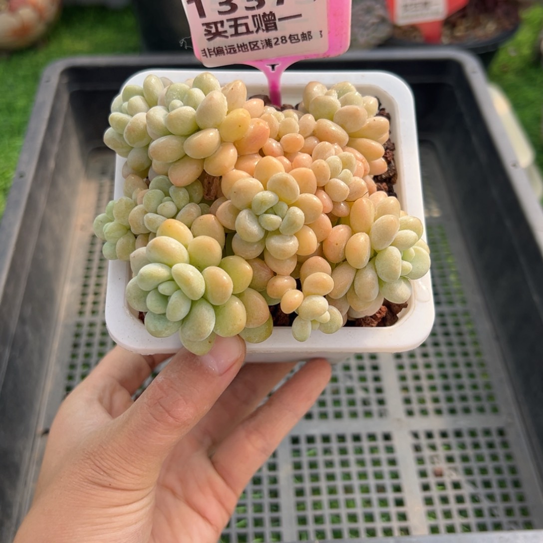 表妹精品多肉1337.