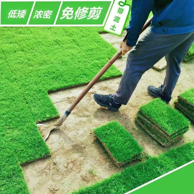 结缕草草皮真草坪带泥土剪股颖花园绿化庭院四季青草皮马尼拉带土