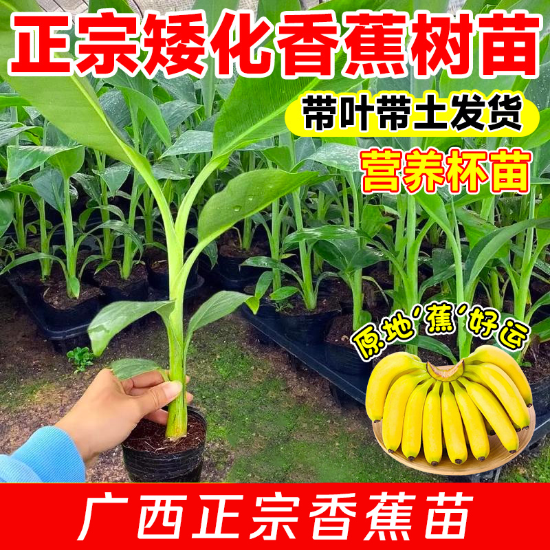 香蕉树苗盆栽地栽芭蕉粉蕉小米蕉耐寒矮化果树苗四季庭院种植绿植