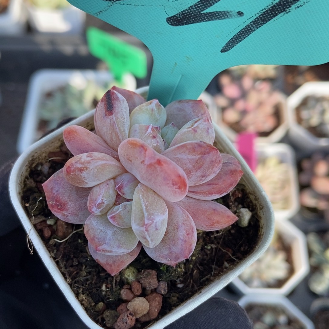 221雪天使多肉植物