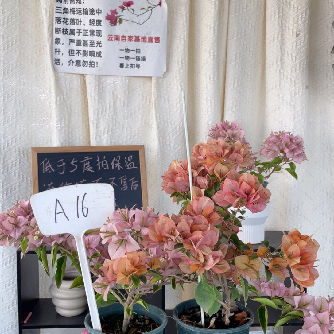 健***乐全部花朵粉天使+日落A16