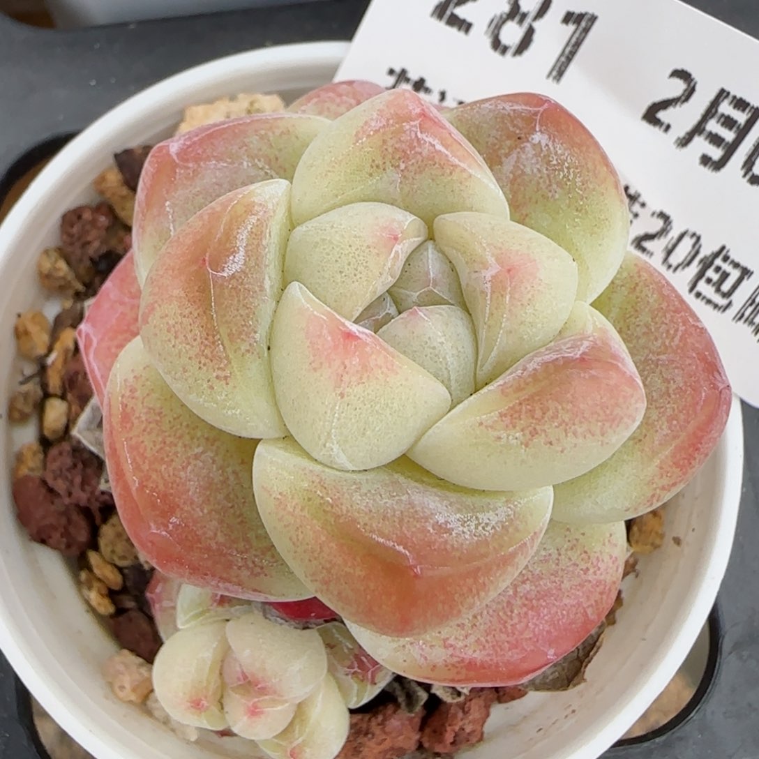 花语逸镜0203-281