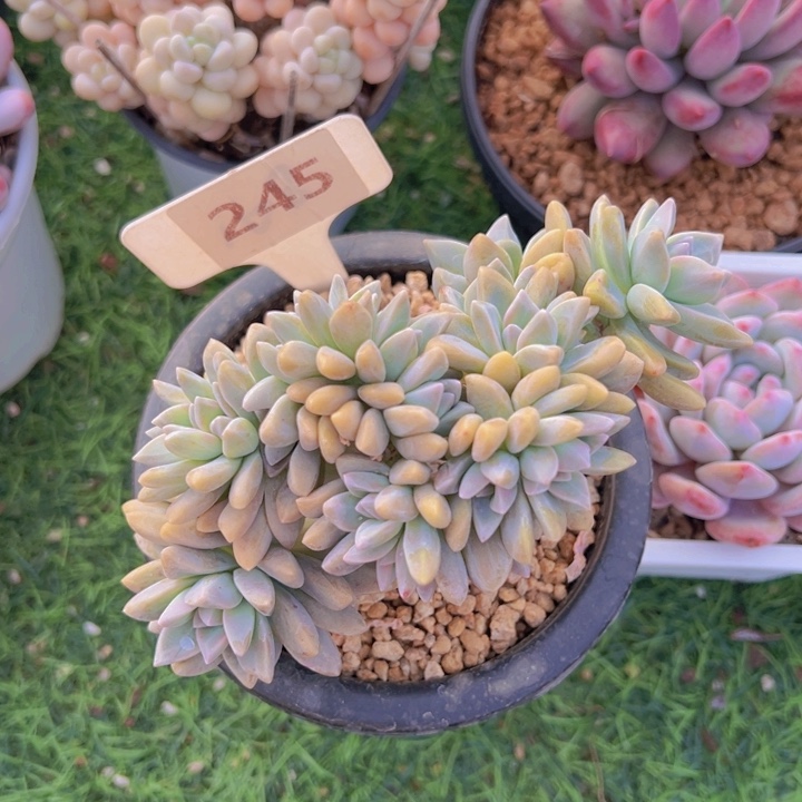 健健康康平平安安