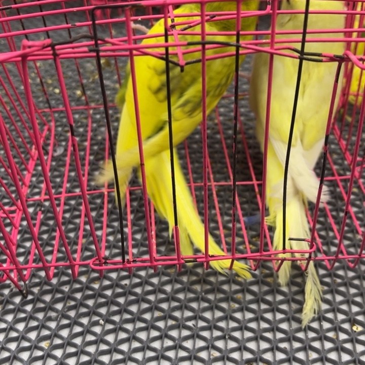 让***修虎皮鹦鹉虎皮鹦鹉