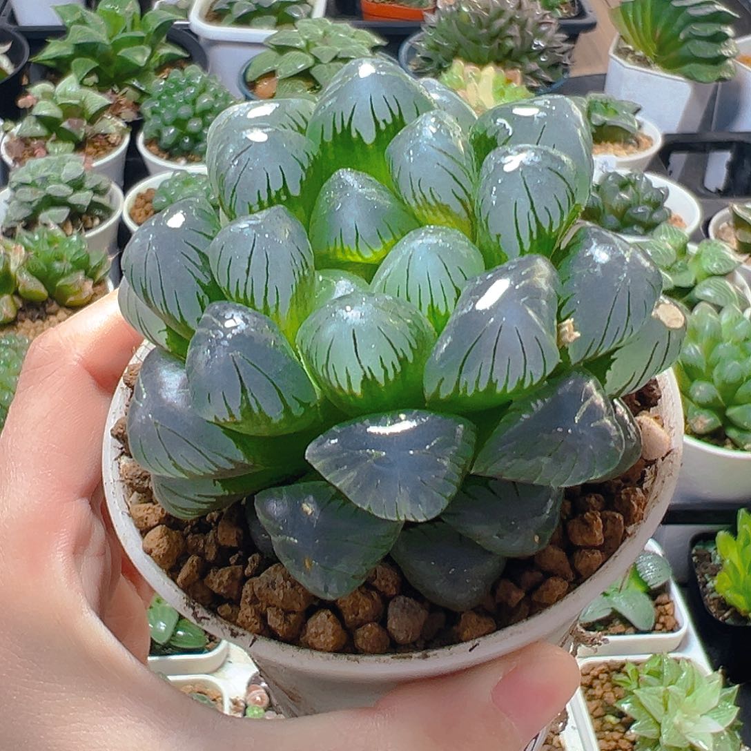 陆***弟5970多肉植物一颗