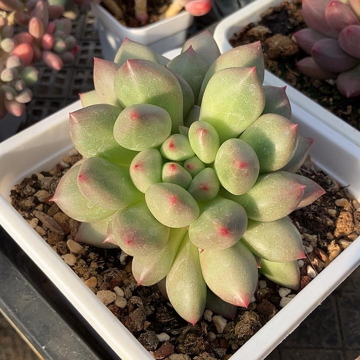 丁***ᰔ丁绝绝子美人一物一拍