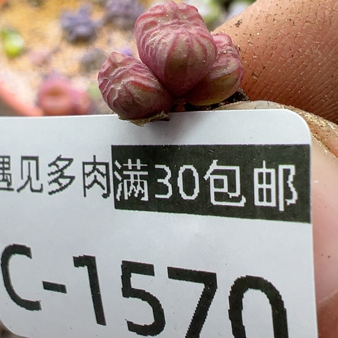 多肉植物111111111111111