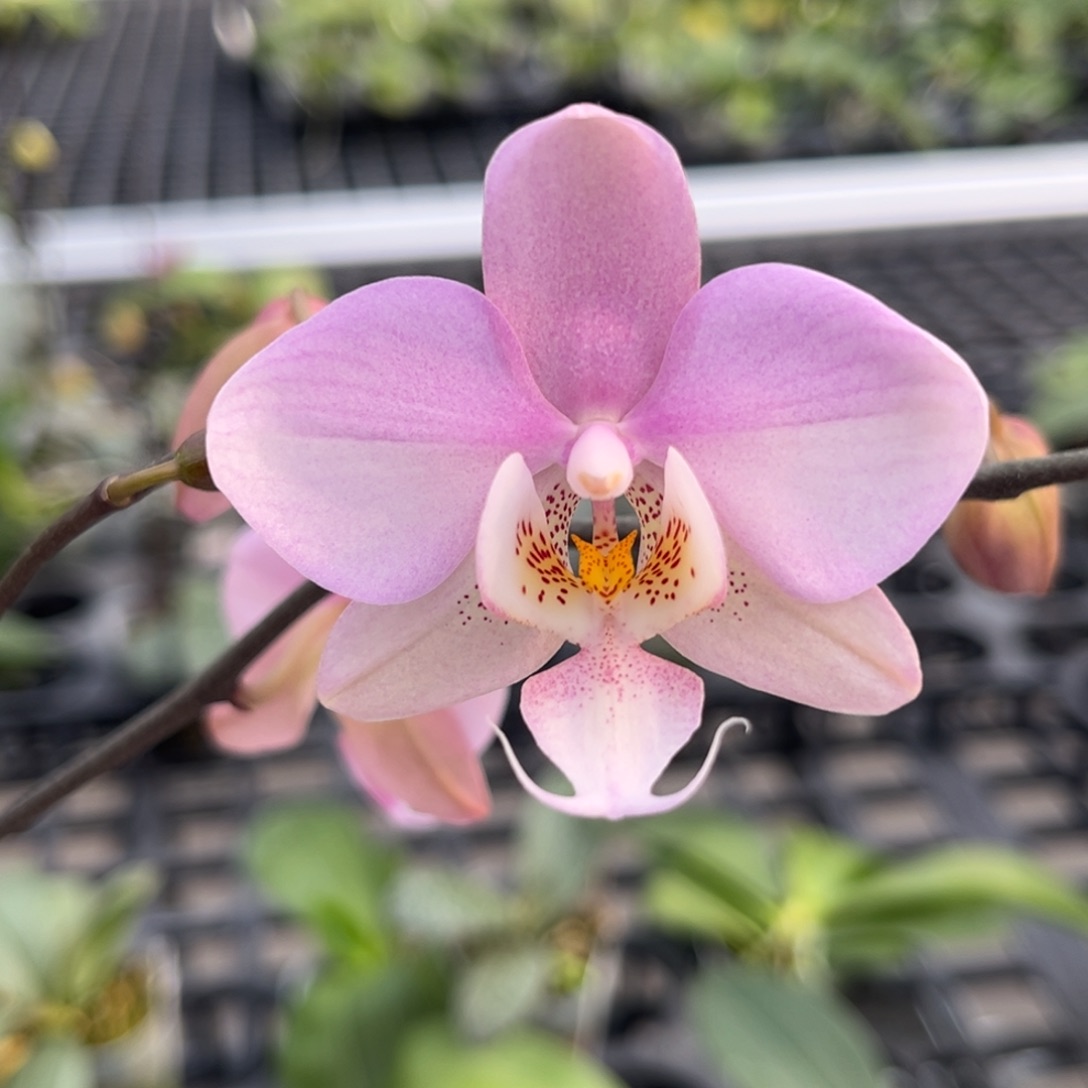 完全开放2.5寸23fv开花株