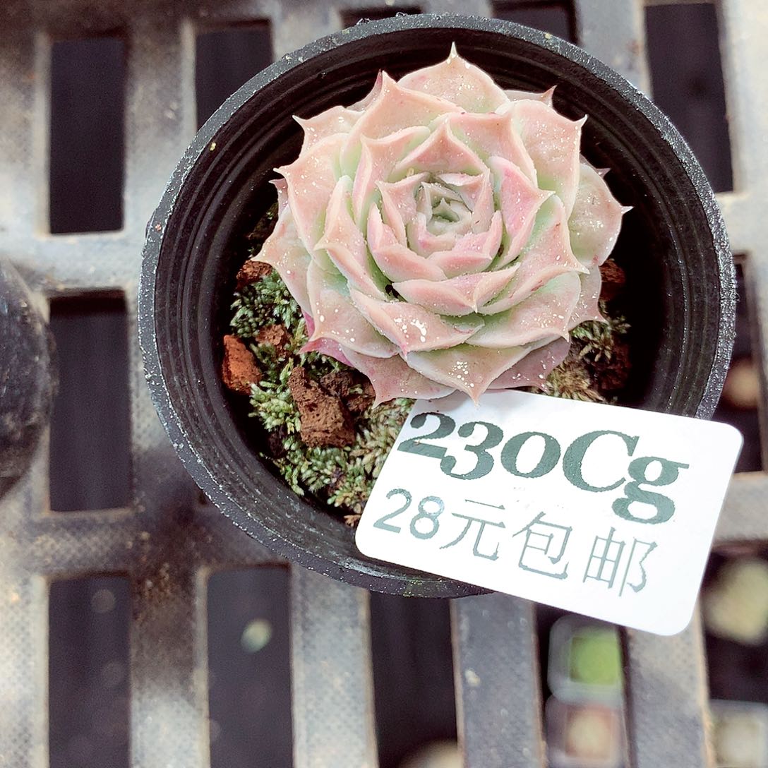 5厘米盆精控多肉230