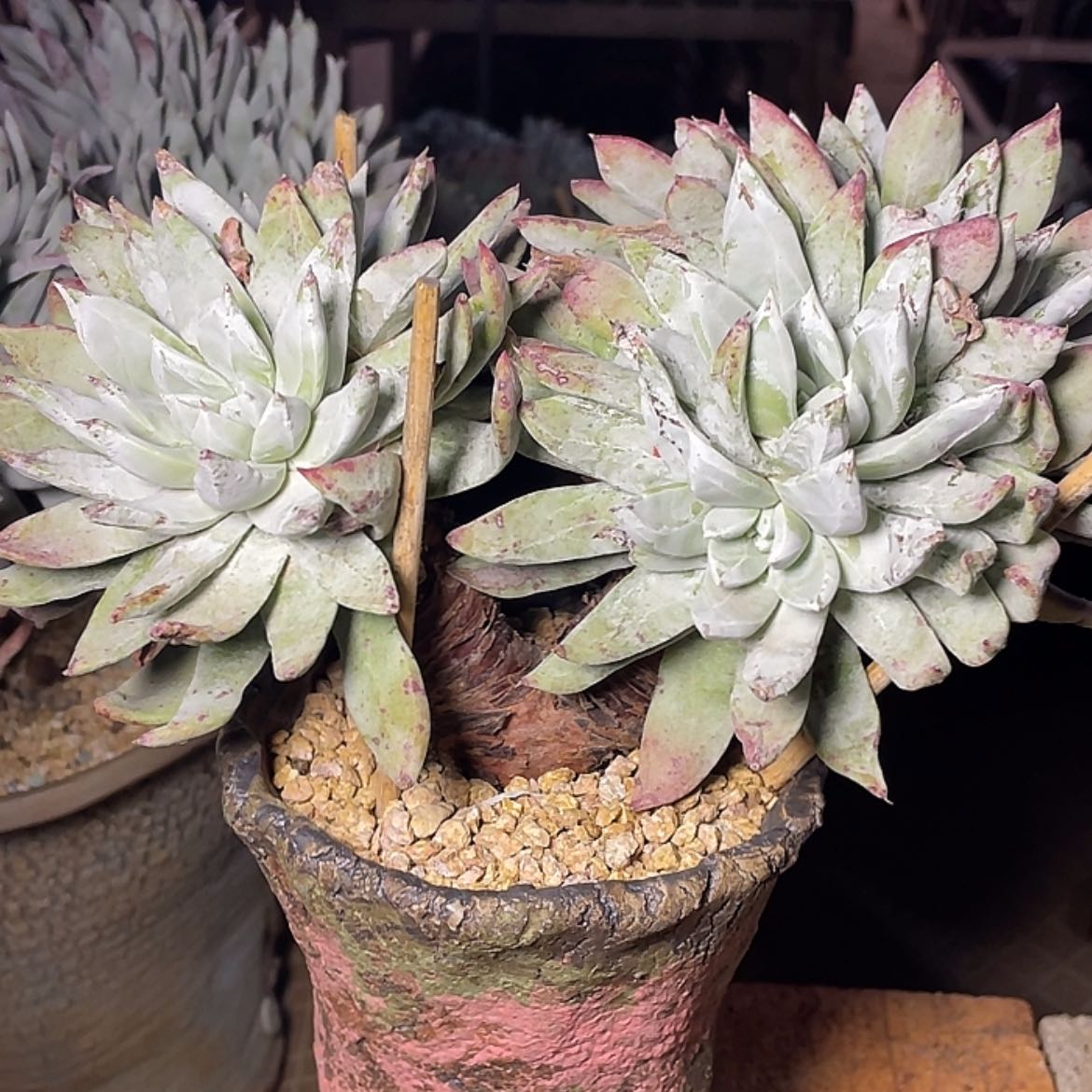 【闪购商品】帕翠莎大老庄
