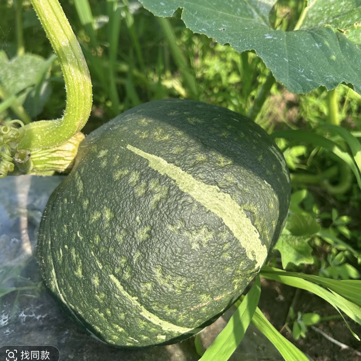 黑龙江讷河笨圆窝瓜