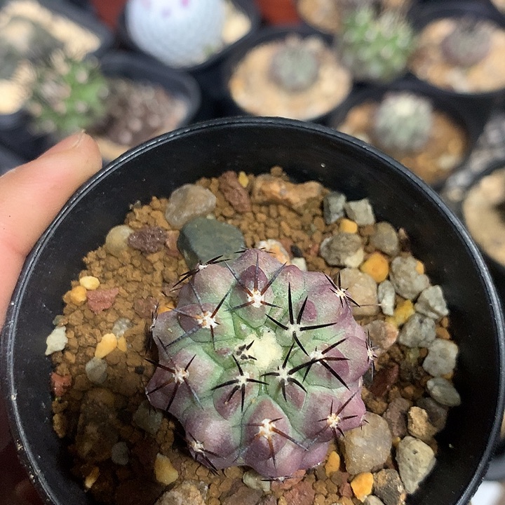 仙人球龙爪球专拍链接