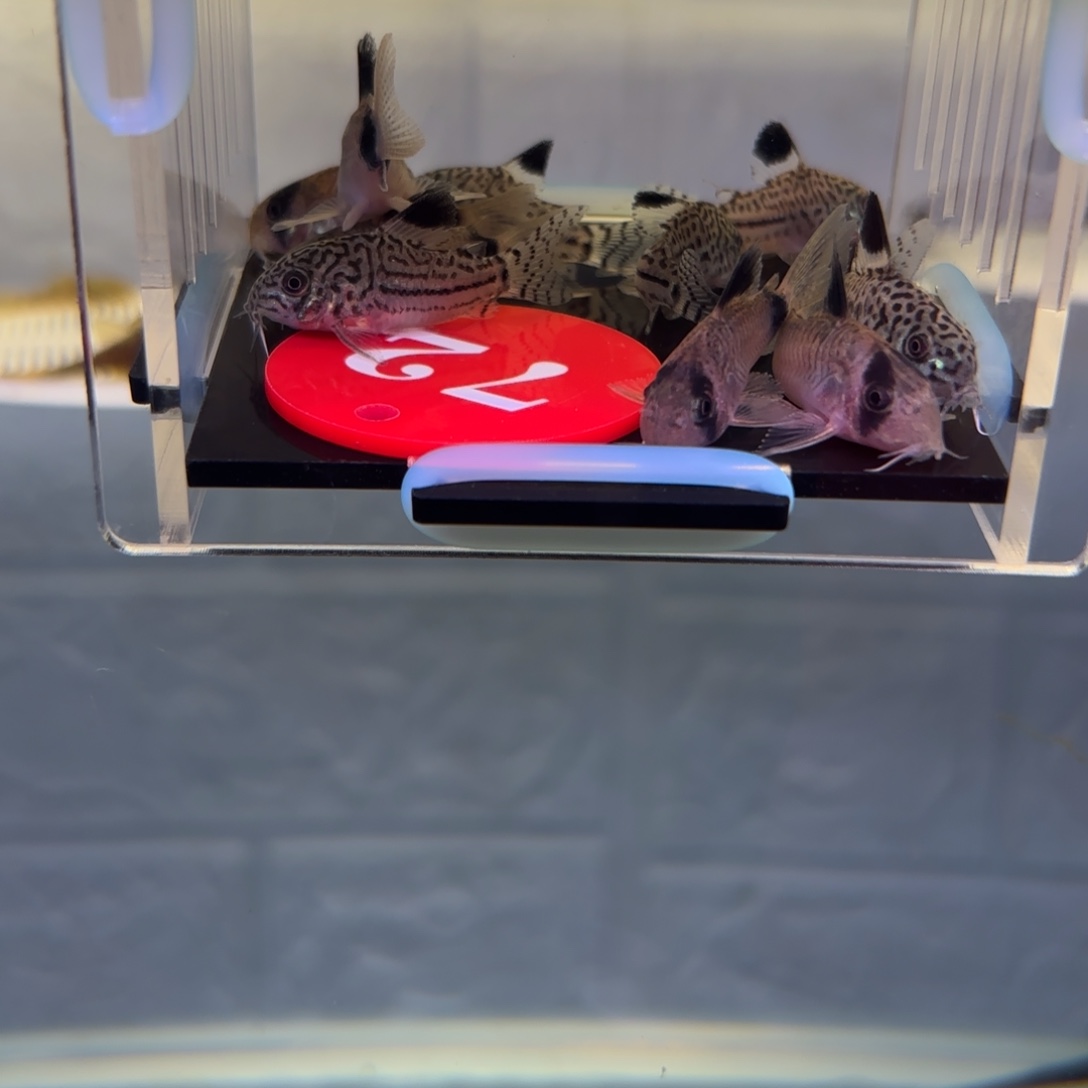 天***宇清道夫鱼72号牌熊猫鼠5，茉莉豹5，3➕中通