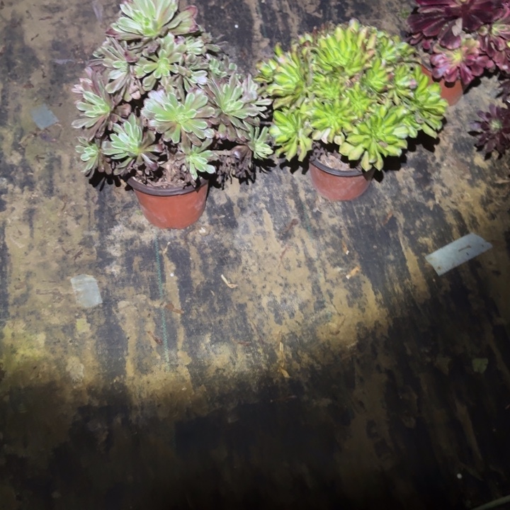 上****一单包邮不包侧枝81