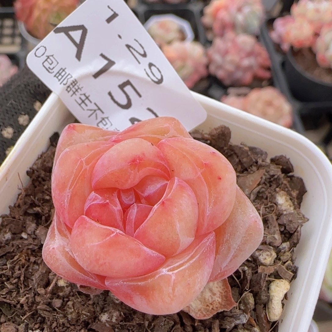 水晶鞋单头一颗脱土