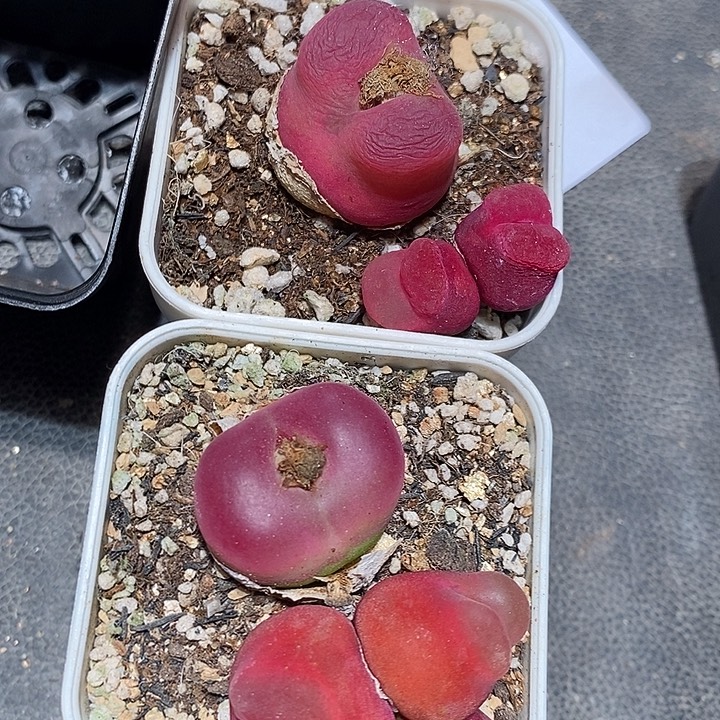 3392。  一组。 一组。  