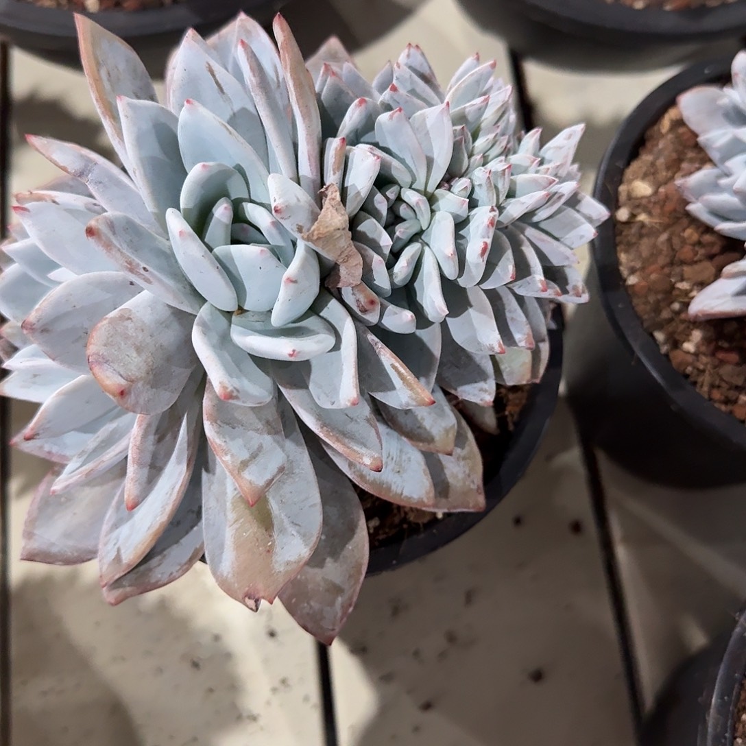 嫦娥缀化23脱土发货