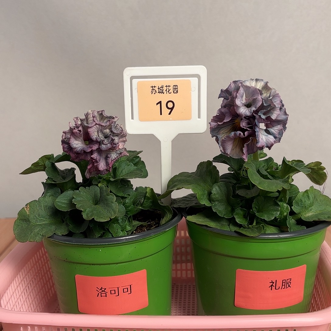 大部分开放少量花苞19