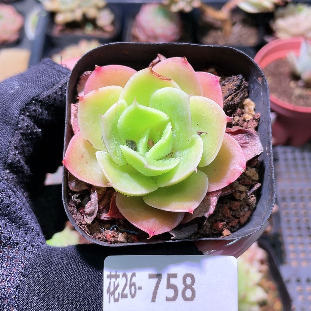 花利美26-758柠檬玫瑰