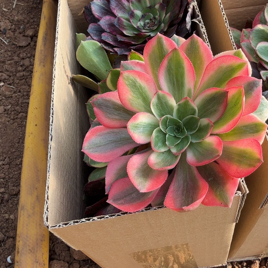 满满一箱子打底11棵量拍发12棵