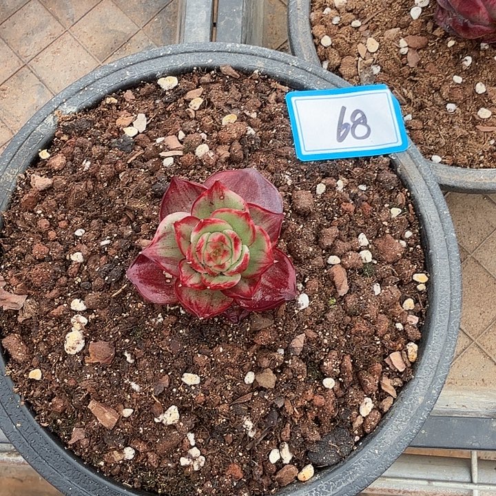 曾***节68-----------------