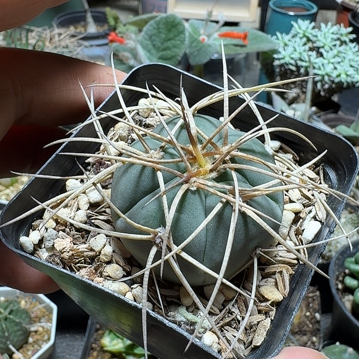 257光琳玉脱土发货