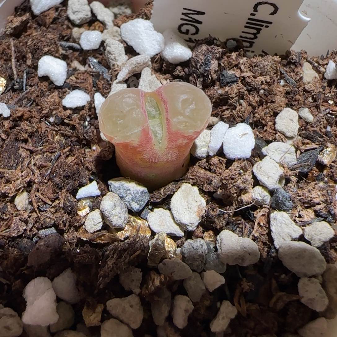 肉锥多肉植物百科-粉樱1300