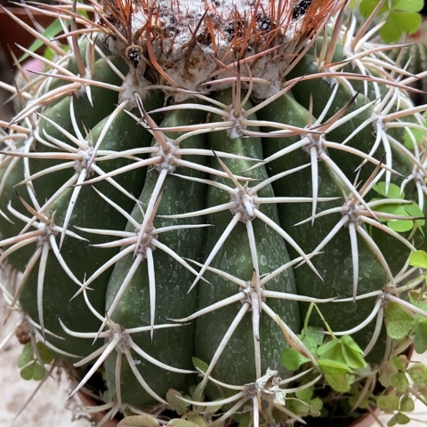 龙云仙人球16米仙人球